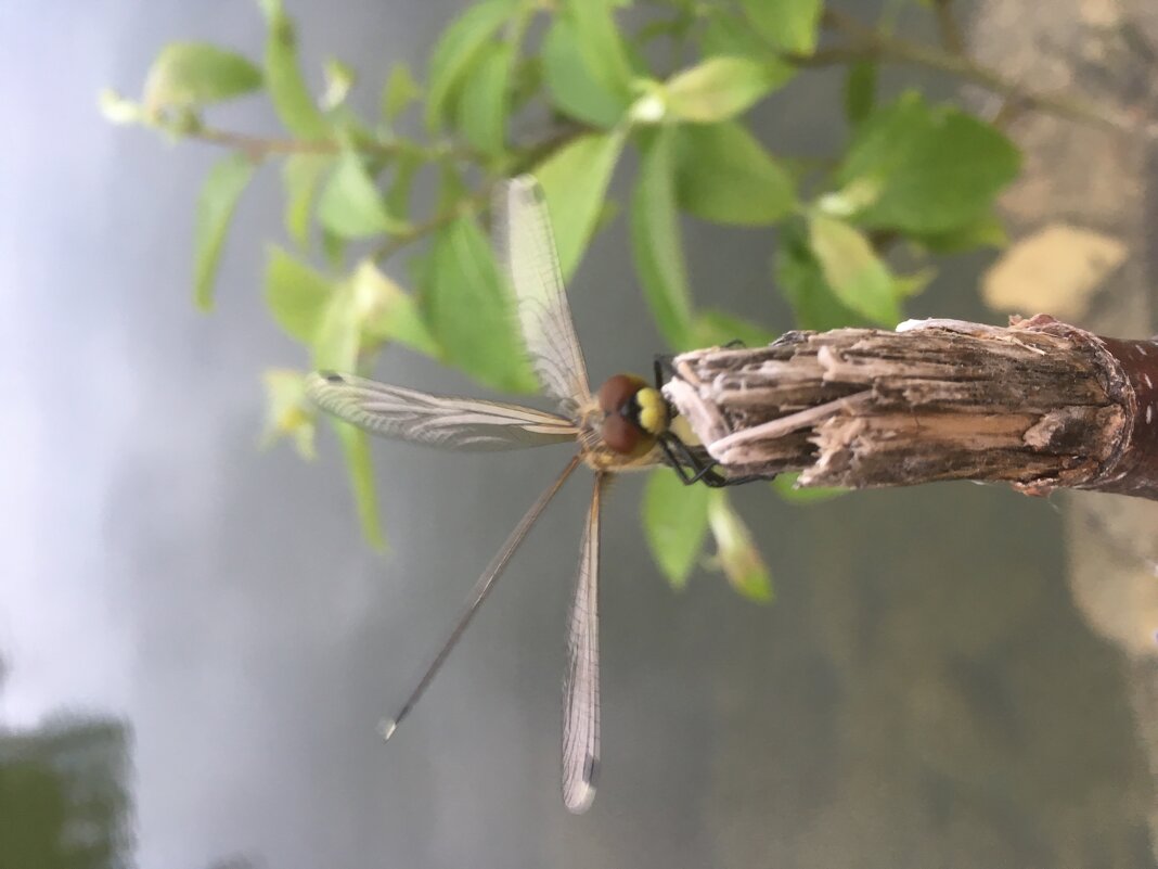 Стрекоза - Ольга Савельева 