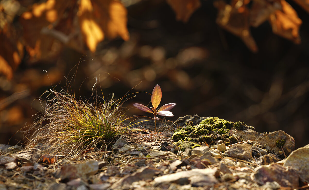 В осеннем лесу - Эдуард Куклин