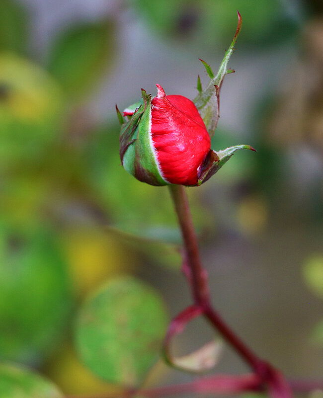Стойкий солдатик-бутончик (30 октября) - Светлана 