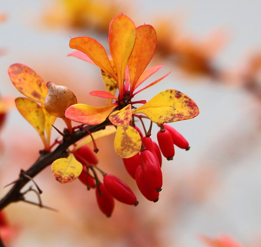 Барбарис поспел - Светлана 