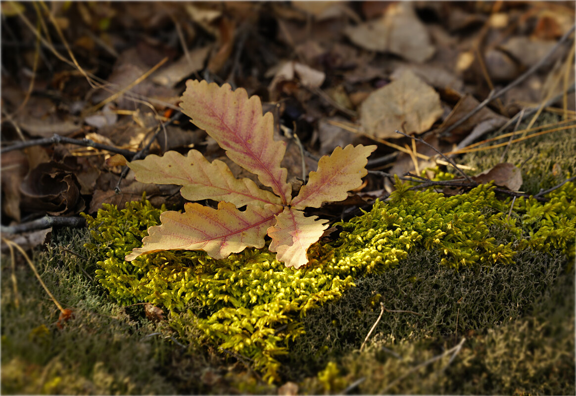 В осеннем лесу - Эдуард Куклин