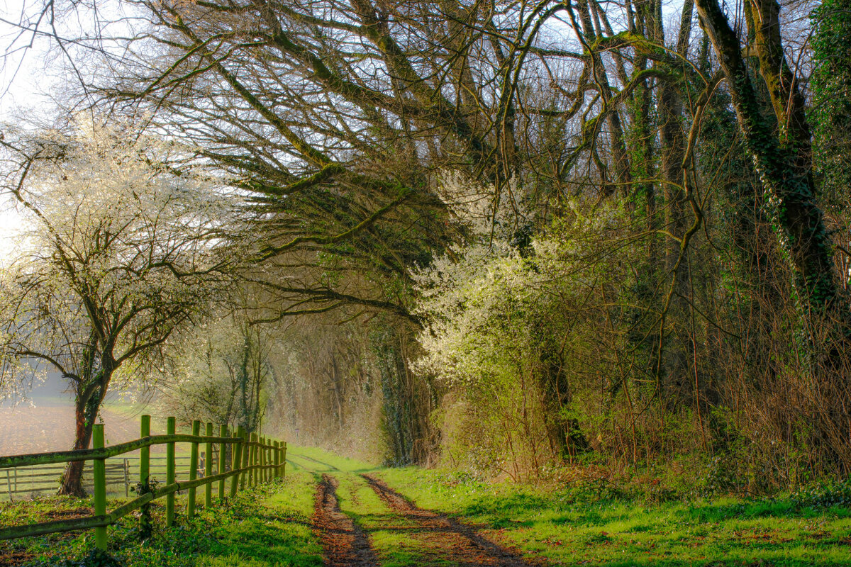 Рядом с полем - Георгий А