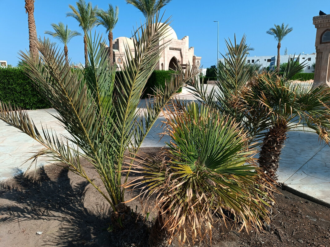 Под солнцем Египта - Анара Под солнцем Египта - Анара