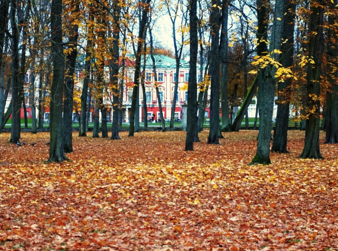 Ковёр листопада - Aida10 