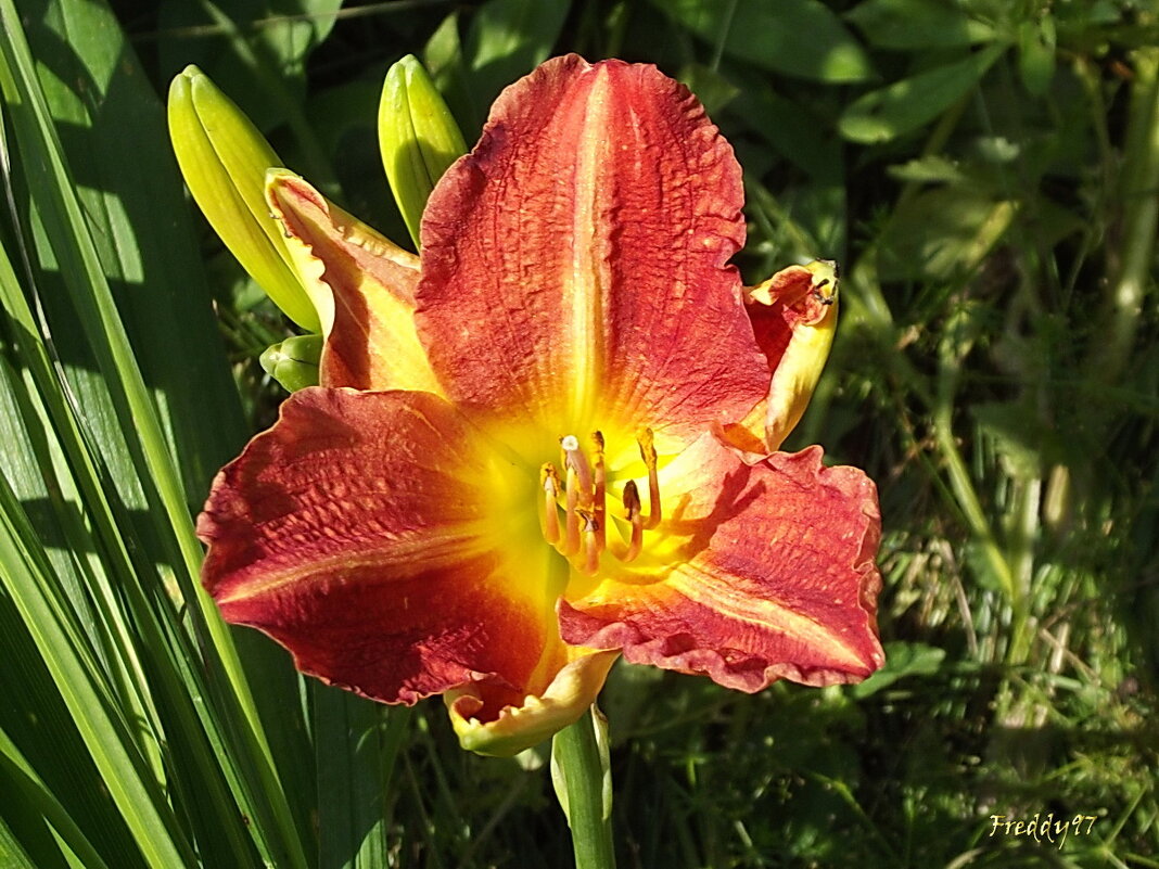 Лилейник - Freddy 97