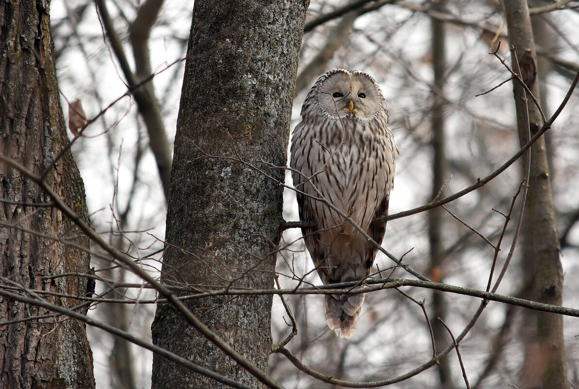 Уральская неясыть. - Алексей .