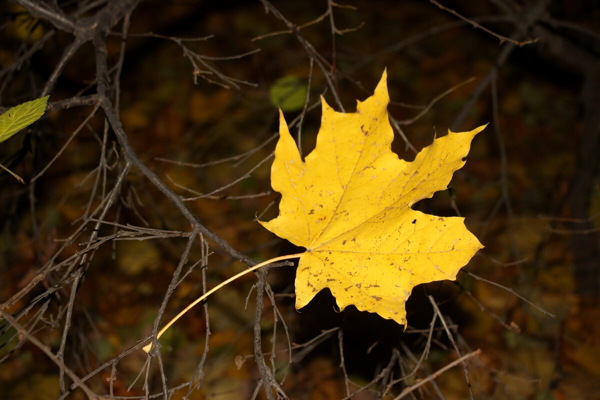 *** - Наталья Герасимова