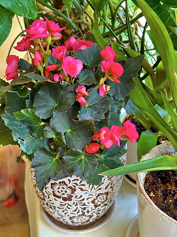 БЕГОНИЯ - Анатолий Малобродский