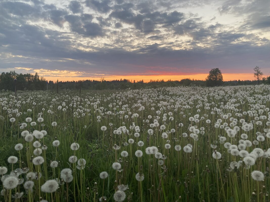 Летний вечер - Ольга Савельева 