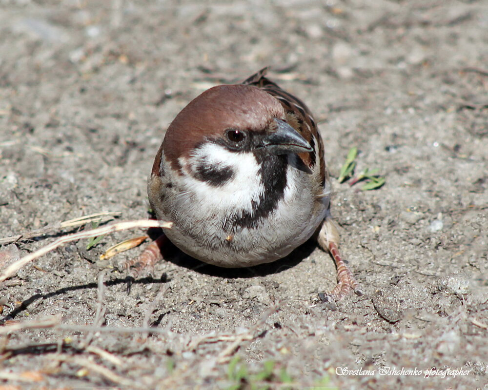 Воробышек - Светлана Ищенко