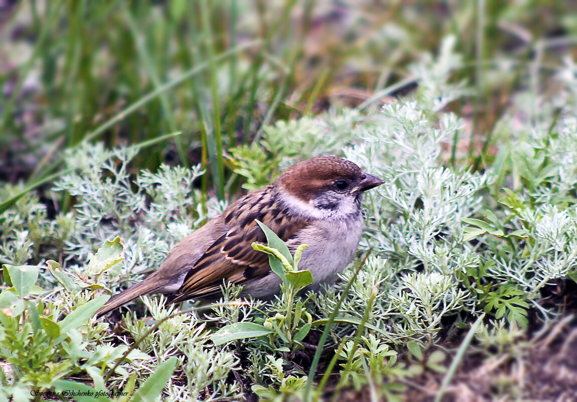 В траве сидел воробышек - Светлана Ищенко