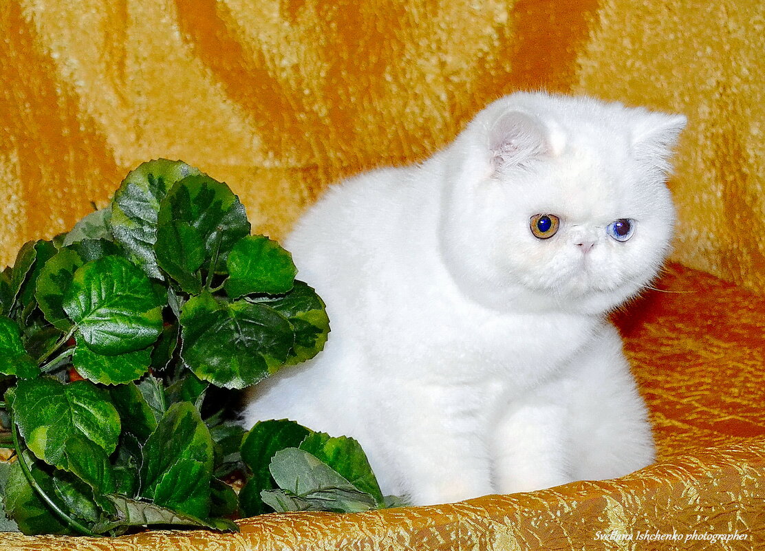 Котёнок-медвежонок - Светлана Ищенко