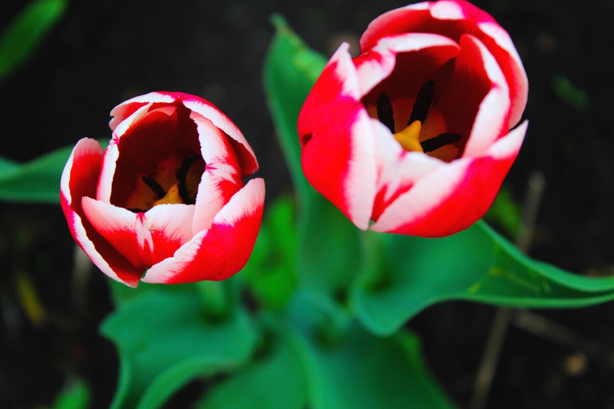 тюльпаны - Гульфина Булатова