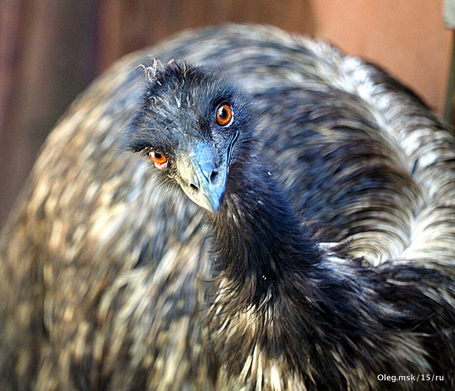 эти птицы - Олег Лукьянов эти птицы - Олег Лукьянов