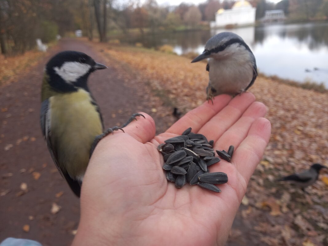 Поползень и синица - Сапсан 
