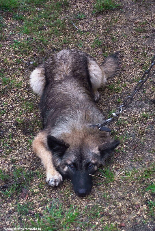 Пёсель - Игорь Корф