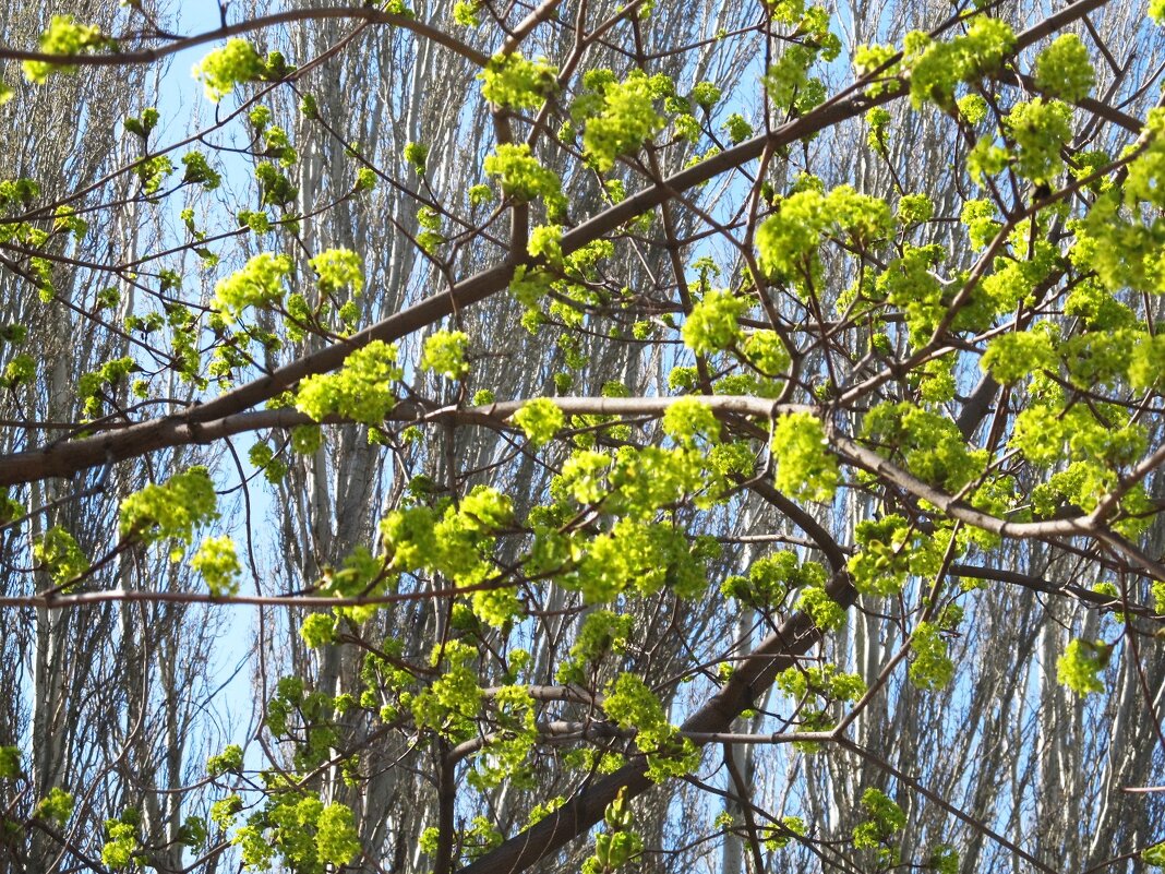 апрель - Елена Шаламова