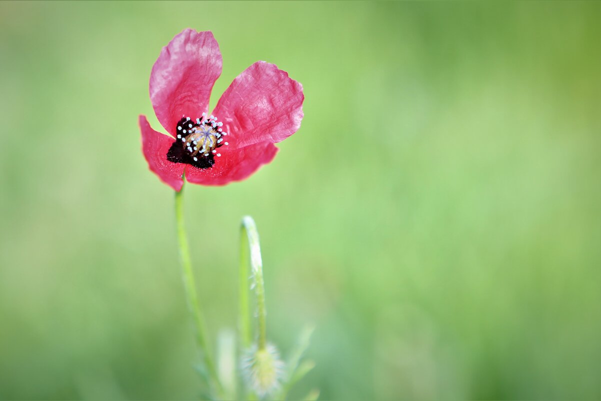 природа - Антонина Владимировна Завальнюк