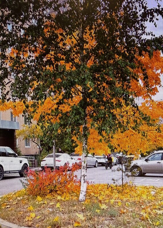 Два дерева в одном ракурсе - Александр Володарский