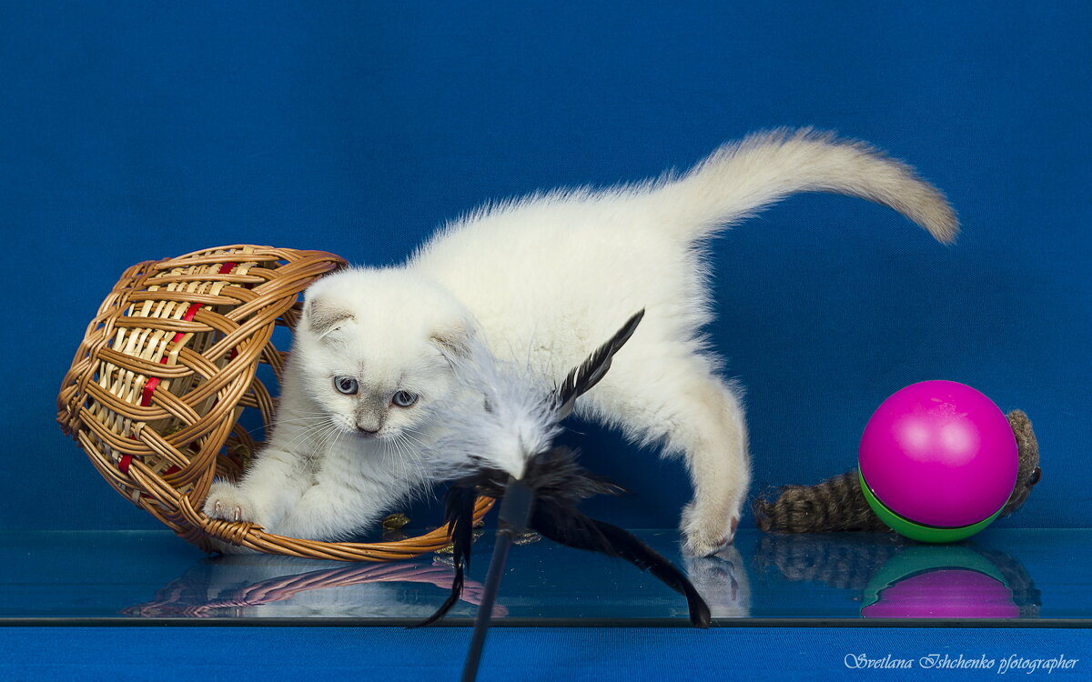 Котёнок - непоседа - Светлана Ищенко