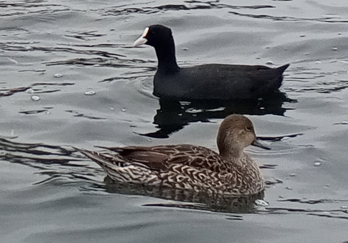 Лысуха и шилохвость - Сапсан 