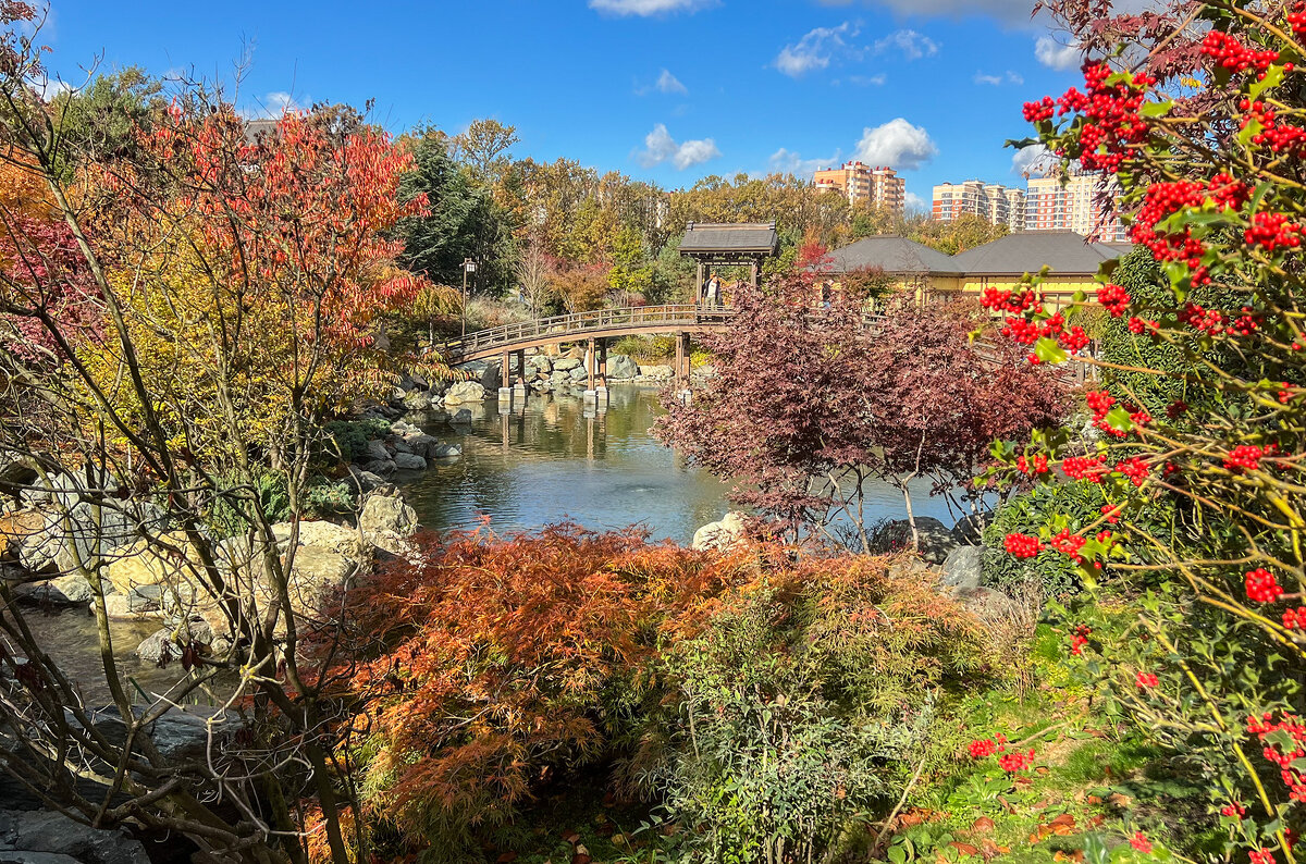 Краснодар. Парк Галицкого . Японский сад - Galina 