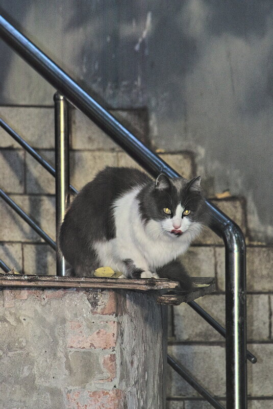 Наблюдатель - Giant Tao /