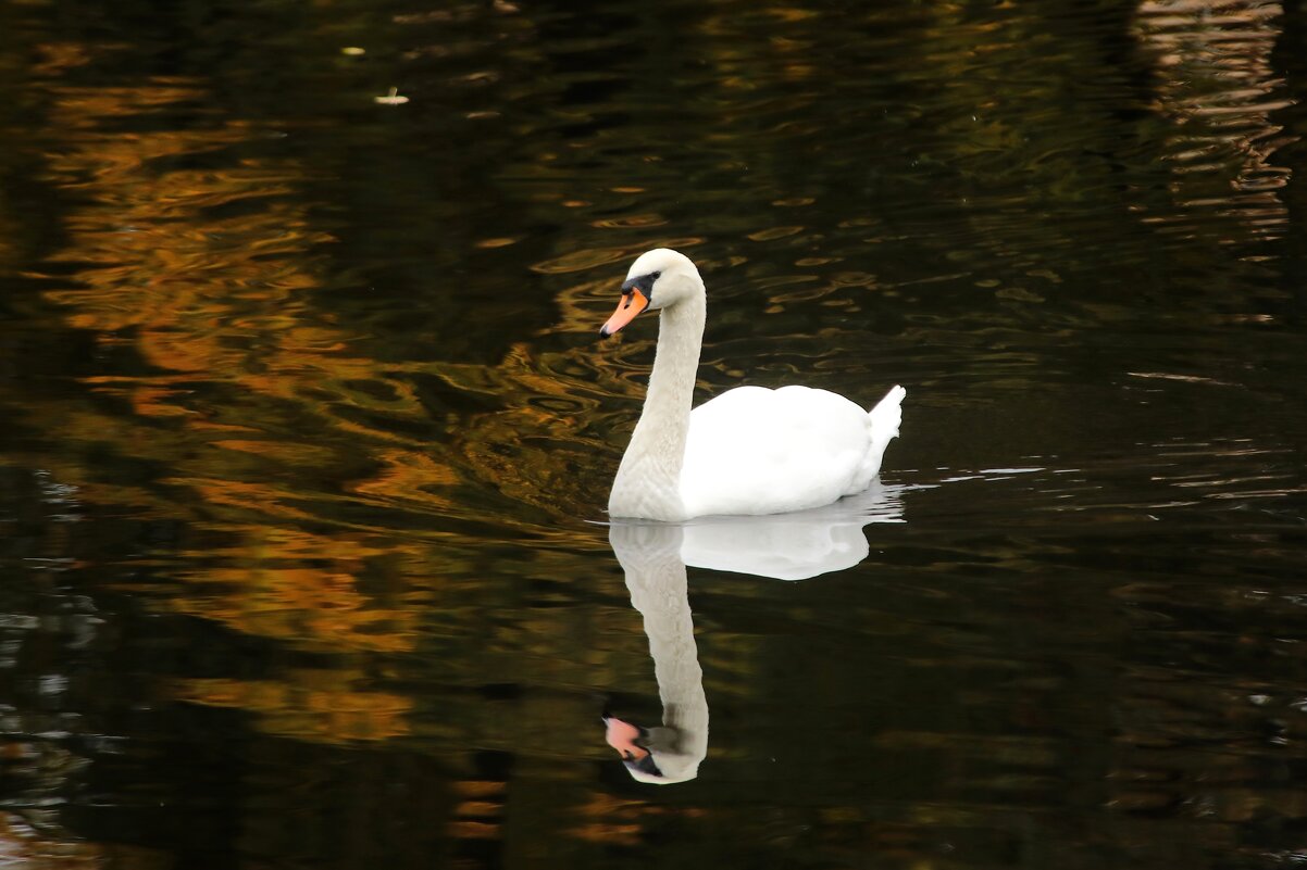 Отражение. - Татьяна Бравая