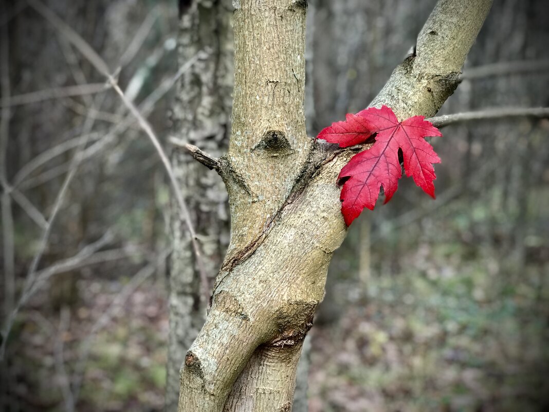 Яркое пятно - Любовь 