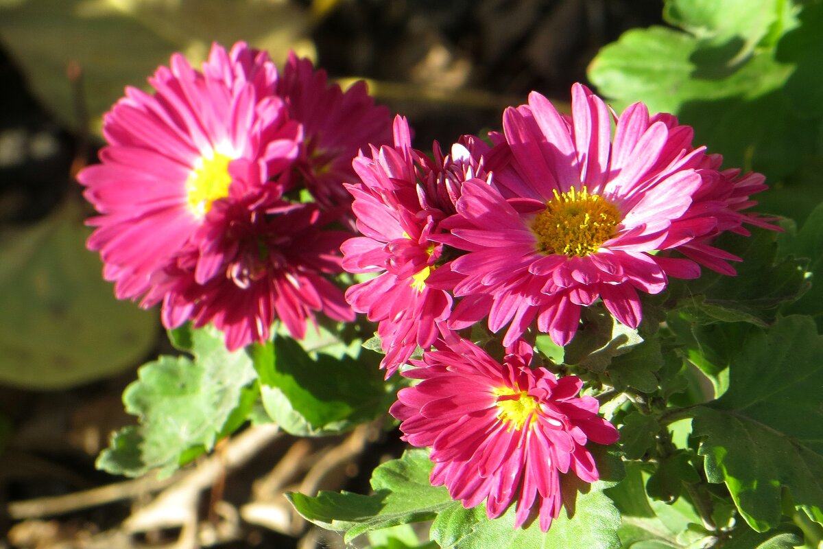 Осенний вальс звучал для хризантем - Татьяна Смоляниченко Осенний вальс звучал для хризантем - Татьяна Смоляниченко