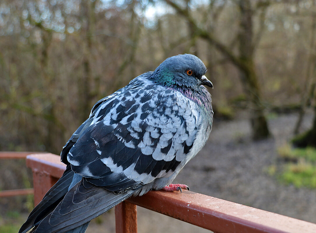 Задумался... - Светлана 