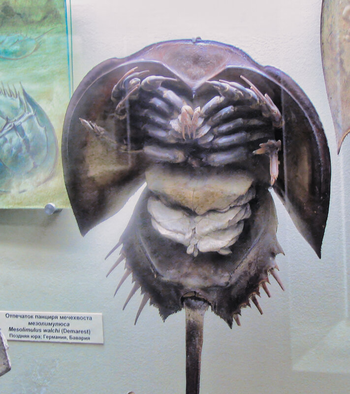 ... - Джованни Луче