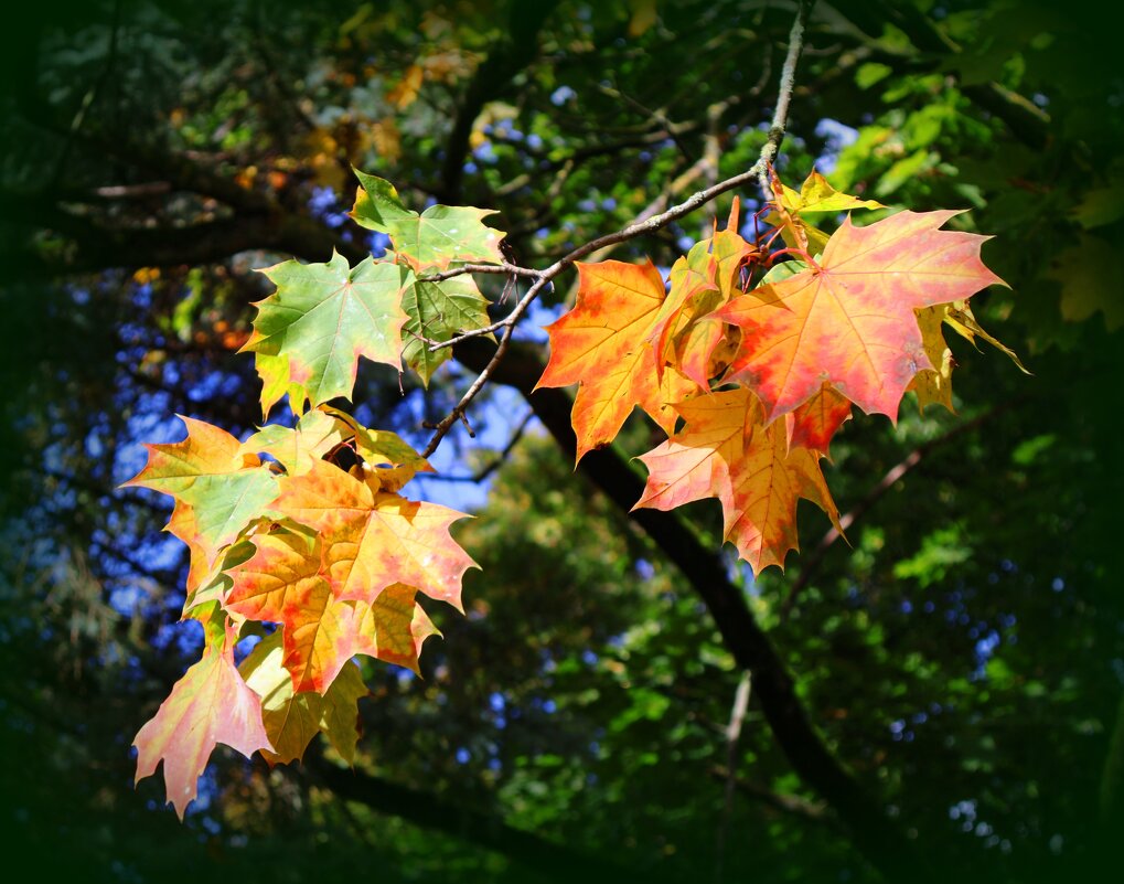 Веточка клена - Сергей Карачин