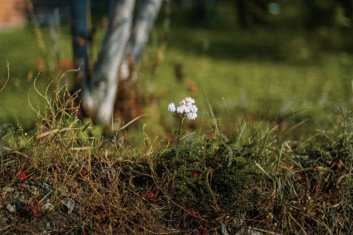 природа - А кузнецов