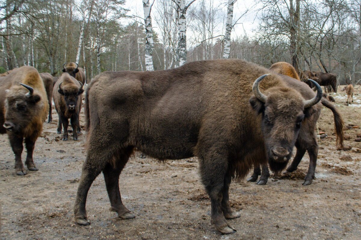 Зубр - Галина Ложечникова