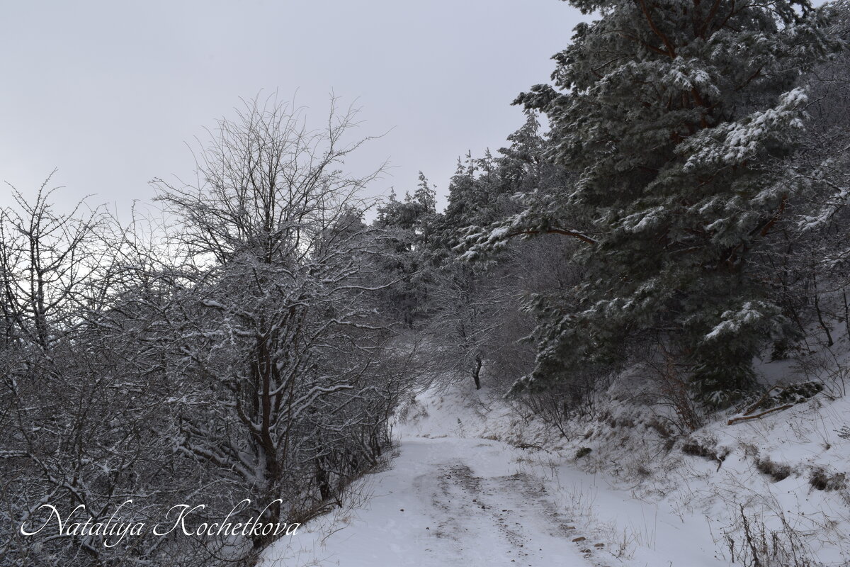 Природа Крыма - Amazing Cosmea