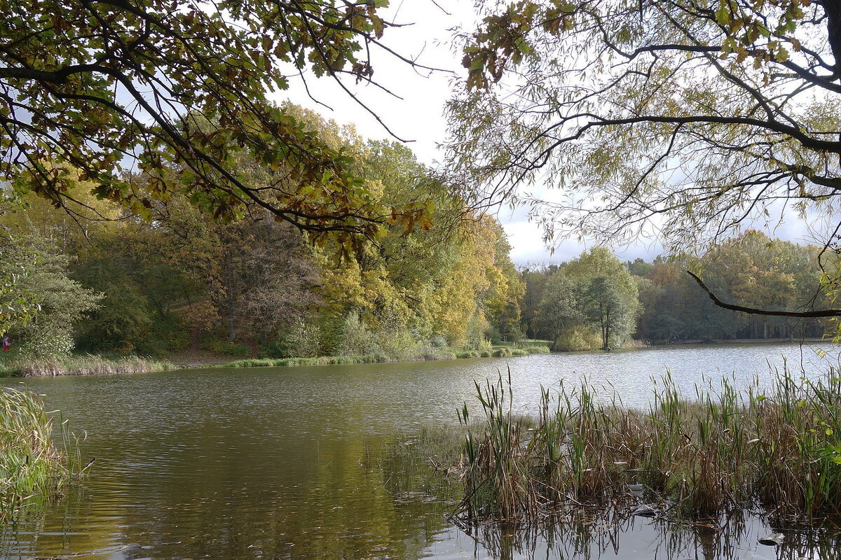 Озеро Лесное, Калининград - Рита Симонова