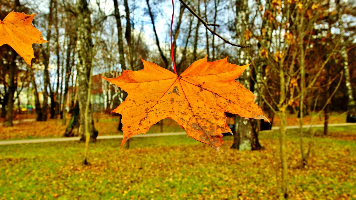 стойкий листик - АЛЕКСАНДР 