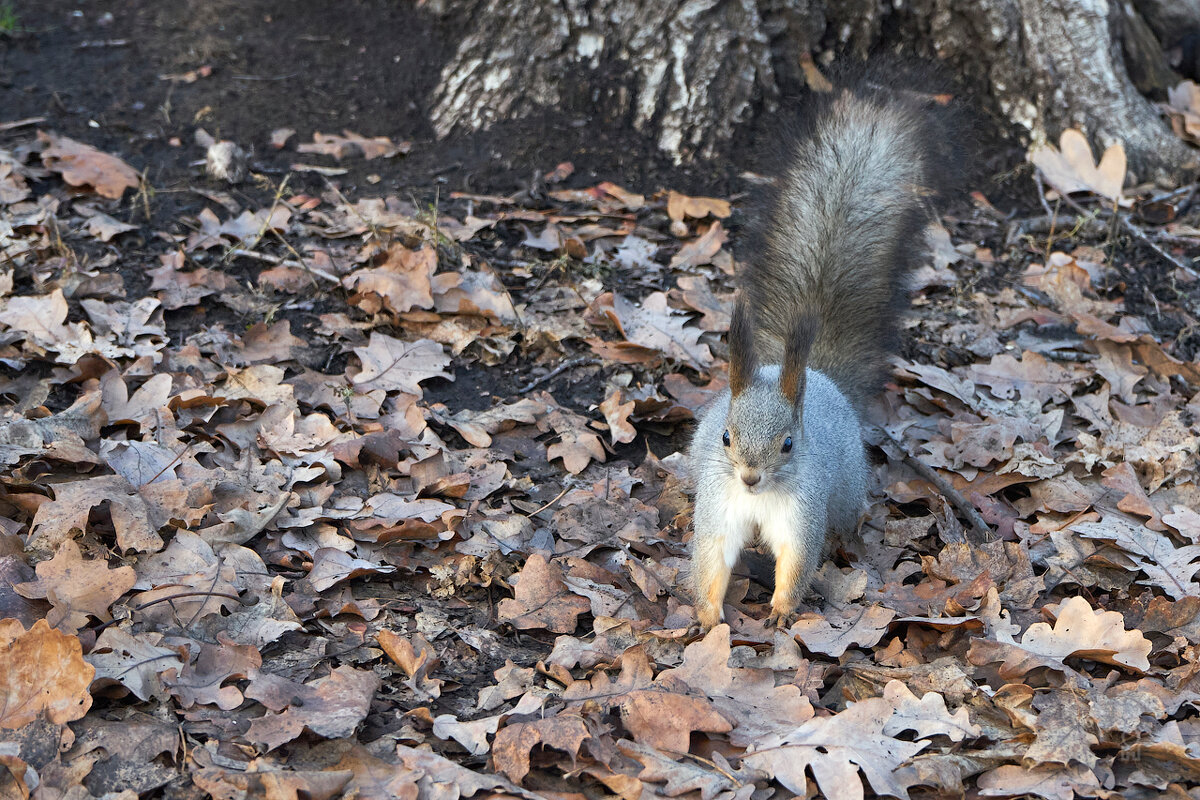 Дратути! - Олег Манаенков