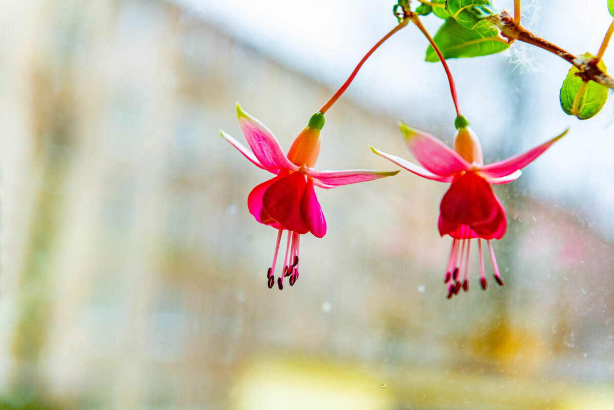 сладкая парочка - Дмитрий Лупандин