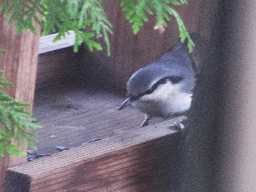 Поползень в кормушке - Людмила Смородинская