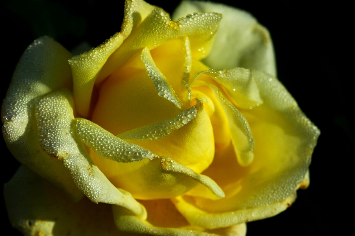 Утро жёлтой розы - Юрий. Шмаков