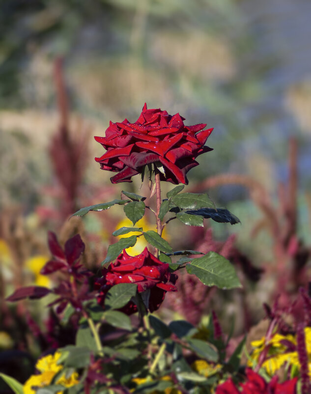 Роза. - Александр 