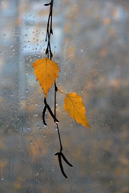 Осень стучит в окно - victor Lion