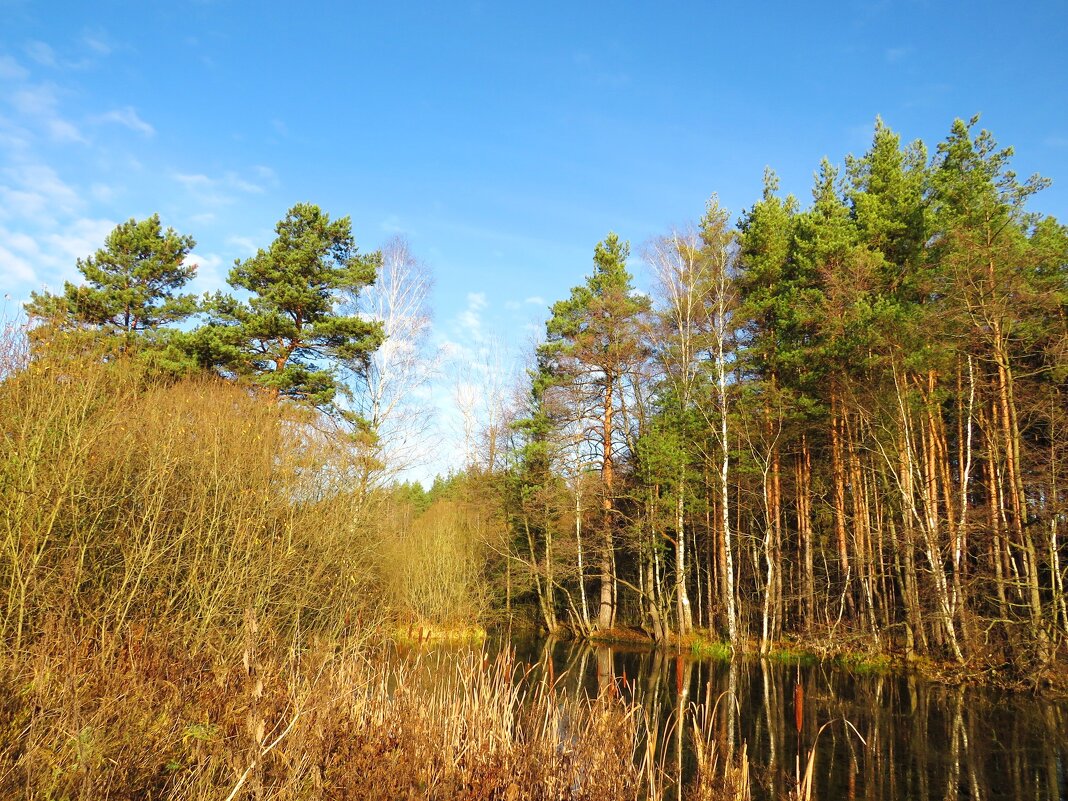 У лесного водоёма - Андрей Снегерёв