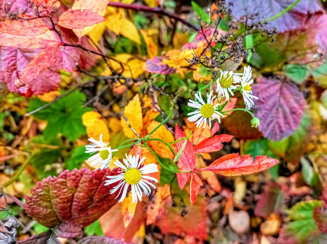 Мелколепестник - Veera V