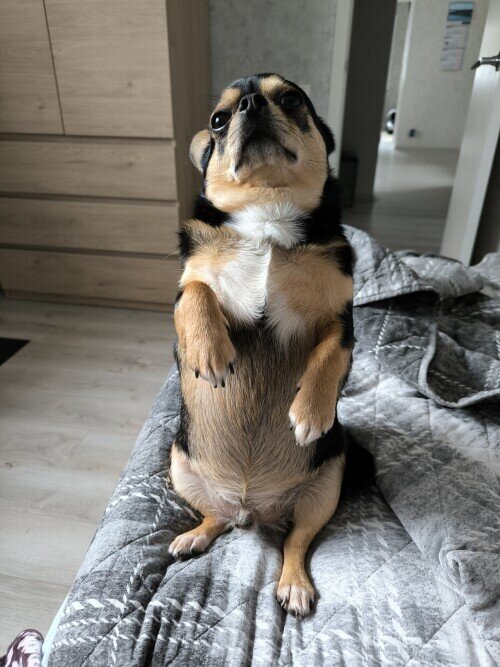 Моня - Елена 