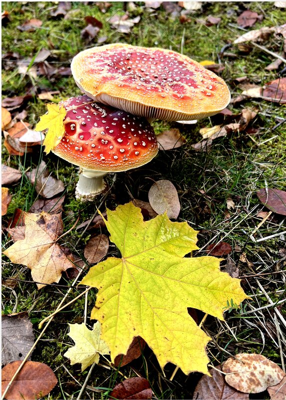 В одно окно смотрели двое... Один увидел дождь и грязь, Другой - листвы зеленой вязь, Весну и небо г - "The Natural World" Александер