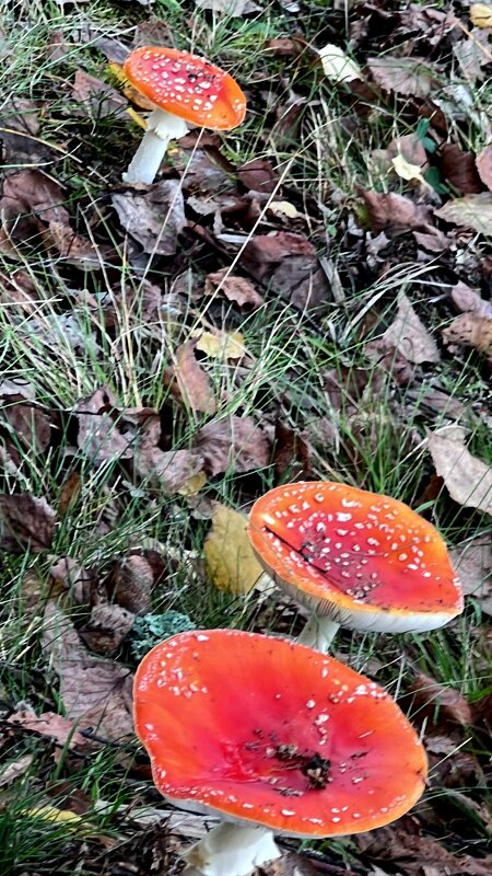 И весьма фотогеничный. Взяли фотоаппарат? Вам позировать я рад. - "The Natural World" Александер