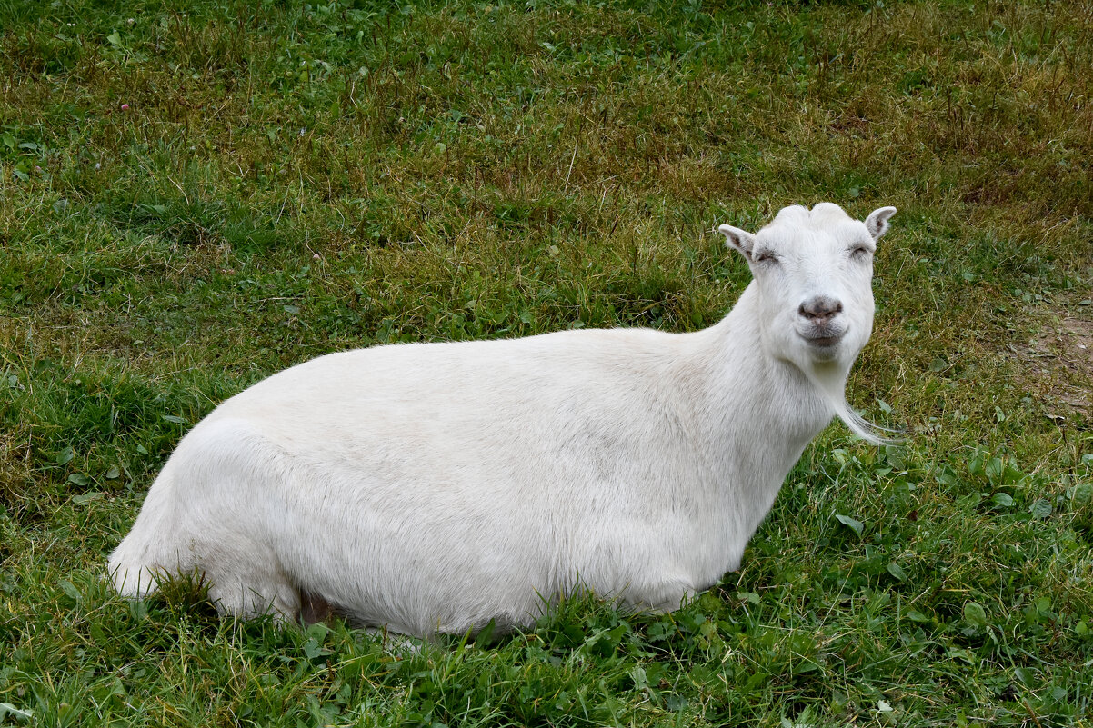 Московская область. Серпухов. Ферма «Русский страус». - Наташа ***** Московская область. Серпухов. Ферма «Русский страус». - Наташа *****